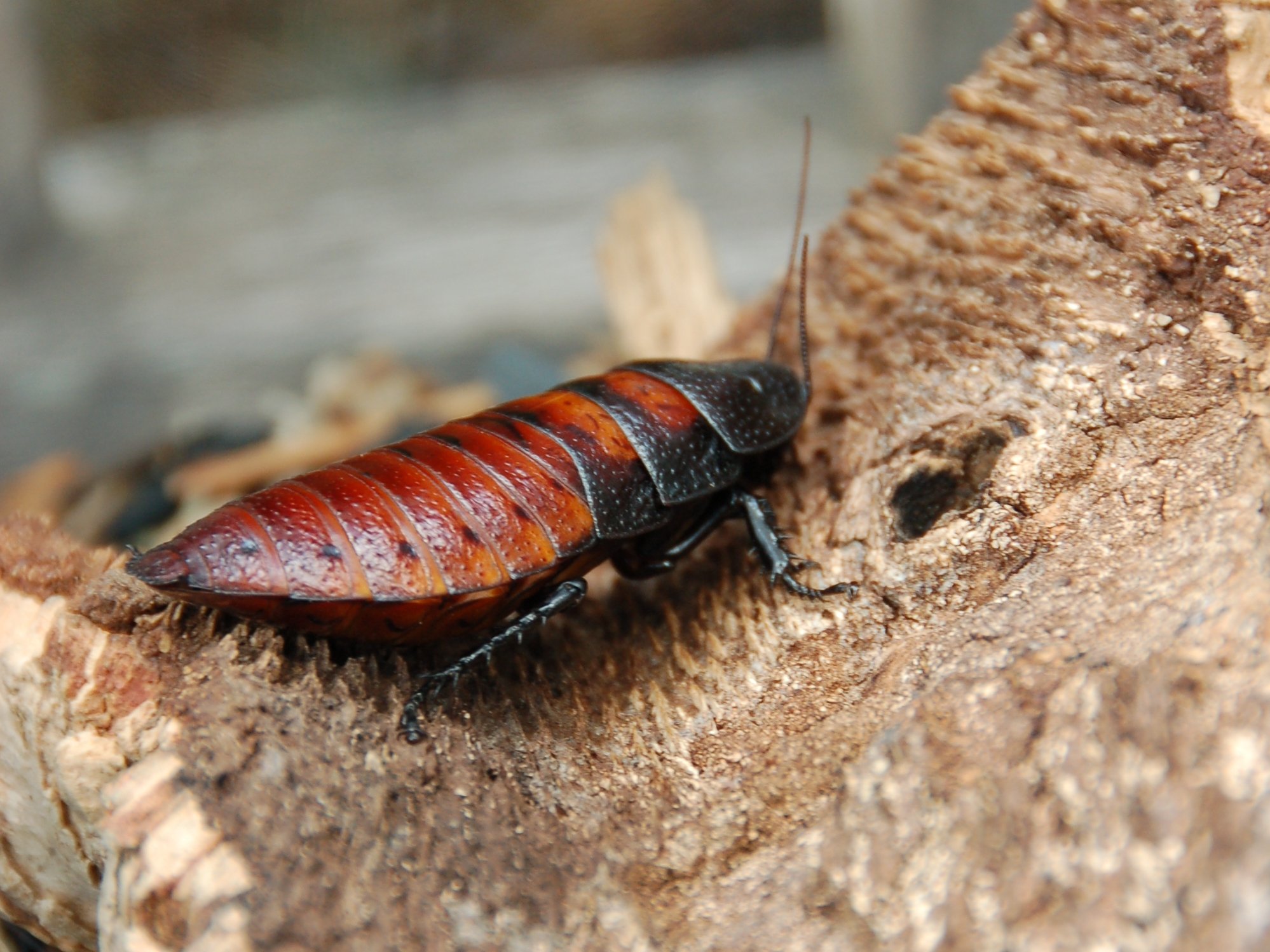 Madagaskar-Fauchschabe (Gromphadorhina portentosa), typisches Aussehen der Art