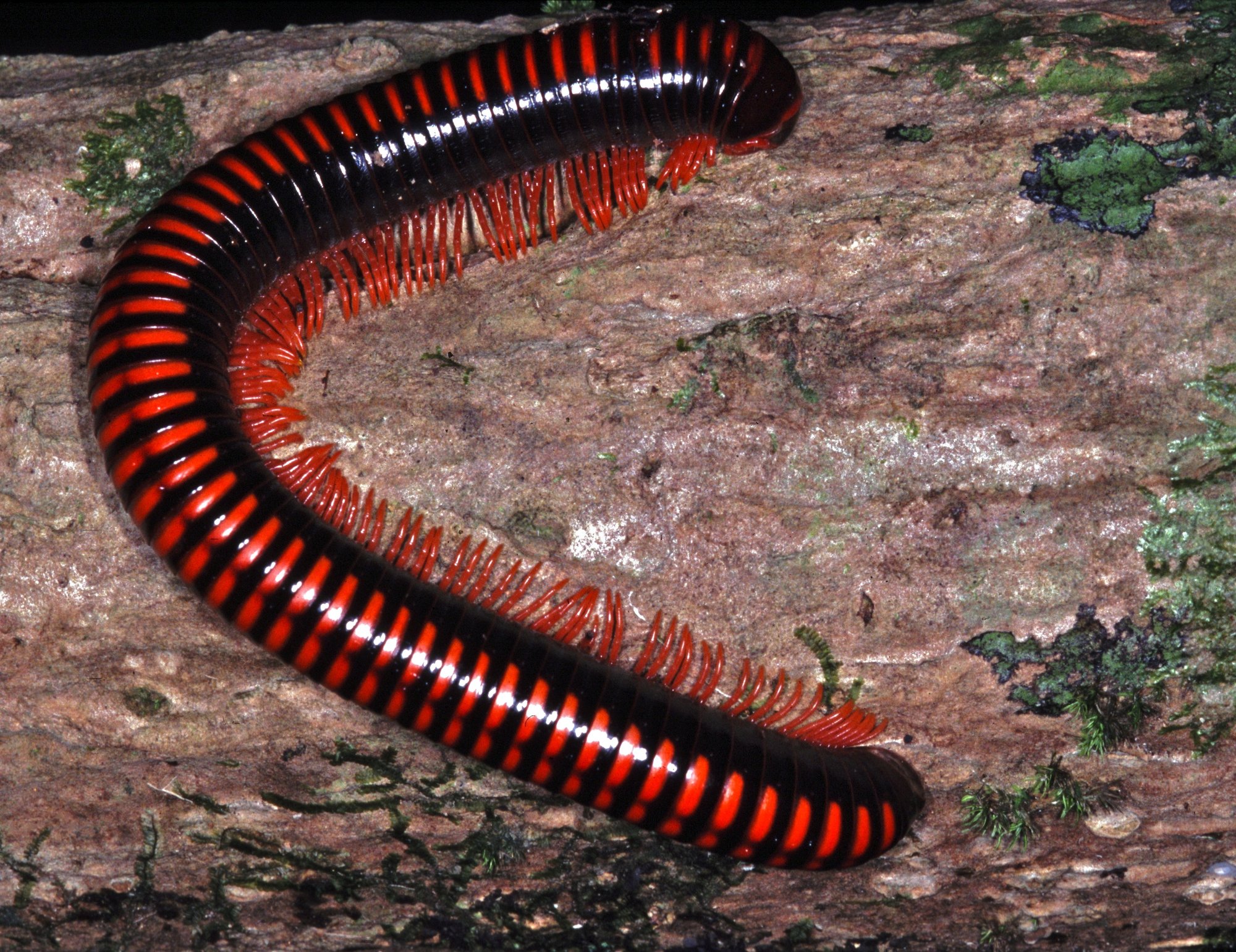 Madagassischer Feuer-Tausendfüßer (Aphistogoniulus corallipes), typisches Aussehen der Art