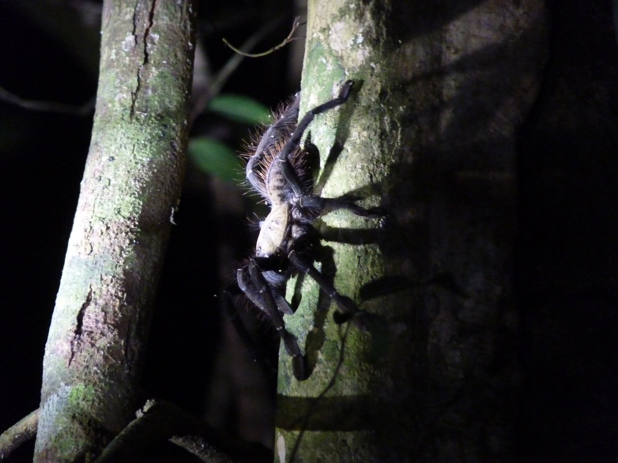 Malaysische Erdtiger-Vogelspinne (Omothymus schioedtei), typisches Aussehen der Art