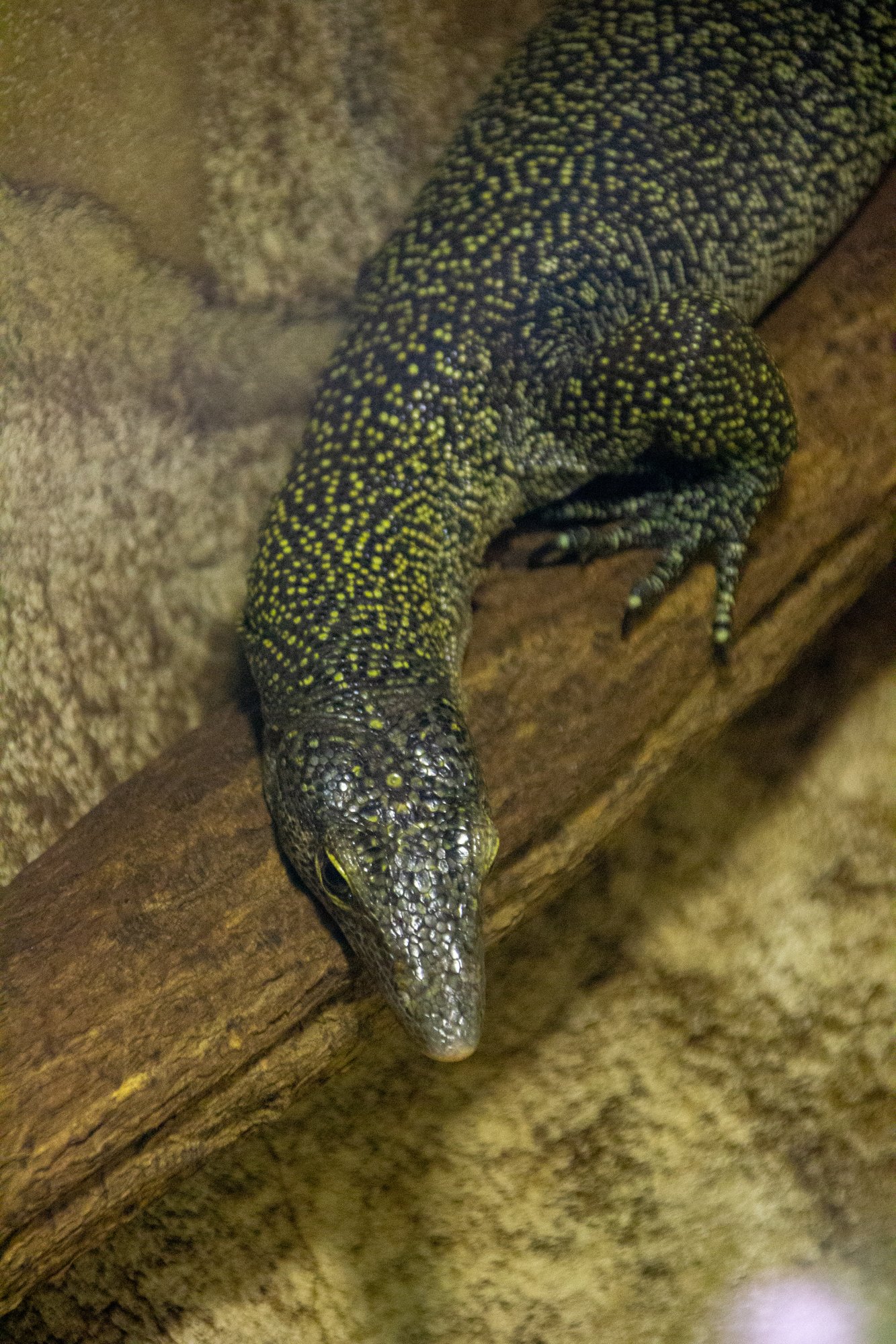 Mangrovenwarane (Varanus indicus), typisches Aussehen der Art