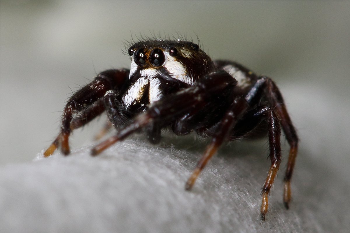 Mannis Springspinne (Metaphidippus manni), typisches Aussehen der Art