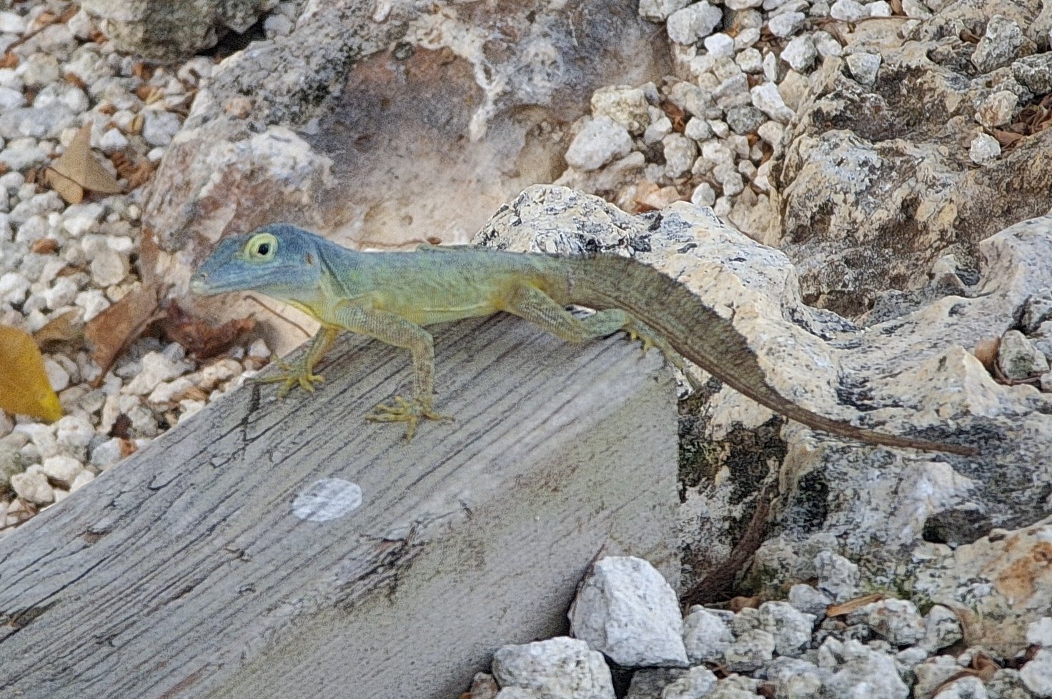 Marie-Galante-Anolis (Anolis ferreus), typisches Aussehen der Art