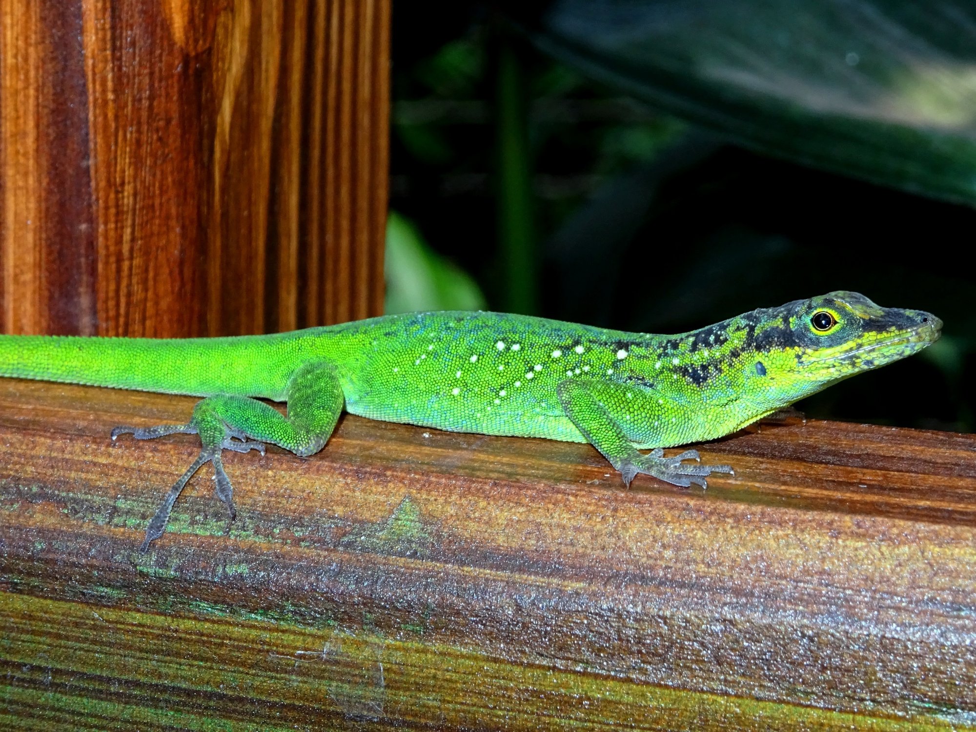Martinique-Anolis (Anolis roquet), typisches Aussehen der Art