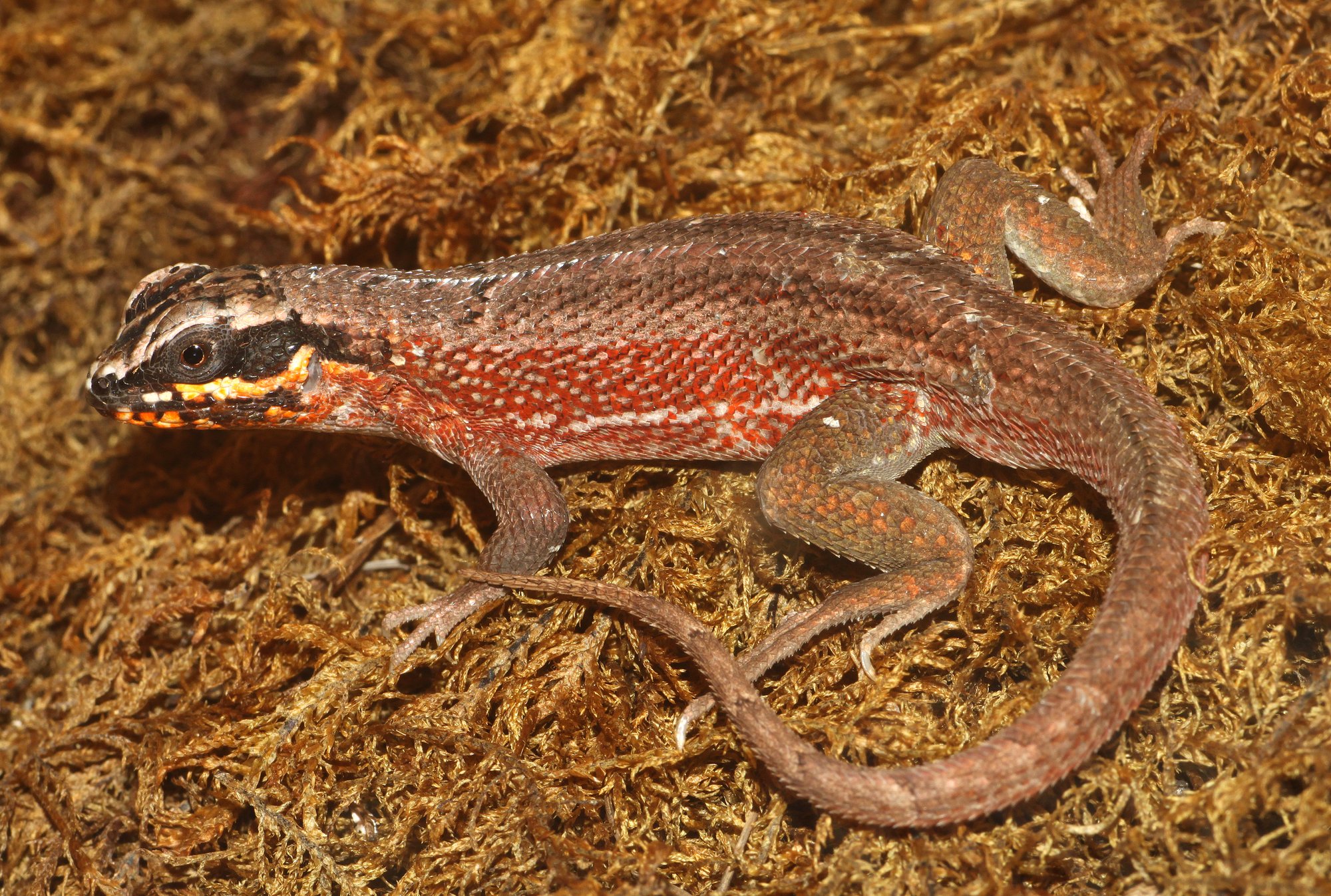 Maskenleguan (Leiocephalus personatus), typisches Aussehen der Art