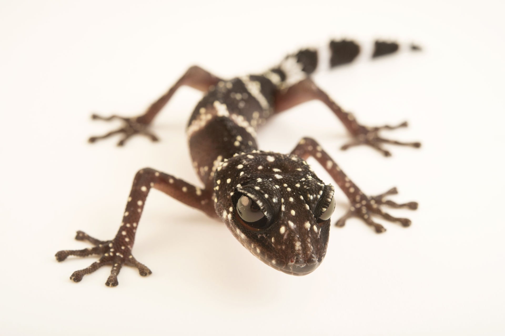 Masobe Gecko (Paroedura masobe), typisches Aussehen der Art