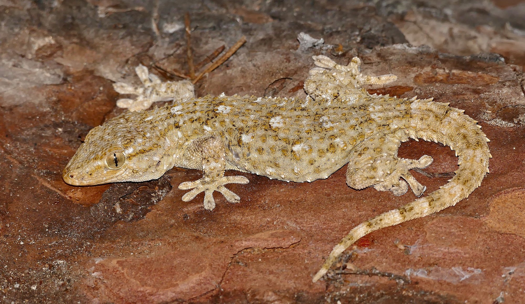 Mauretanischer Mauergecko (Tarentola mauritanica), typisches Aussehen der Art