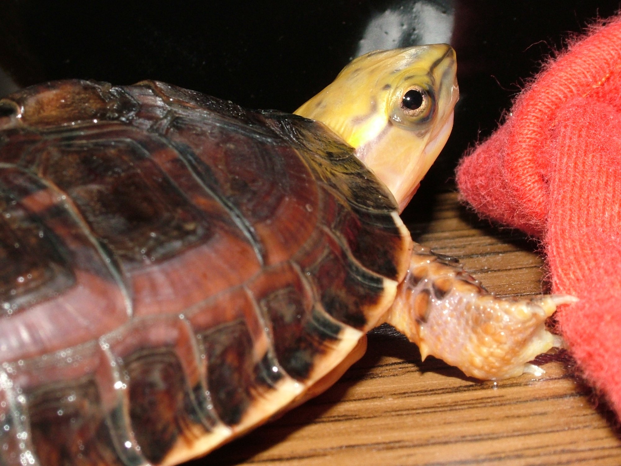 McCords Dosenschildkröte (Cuora mccordi), typisches Aussehen der Art