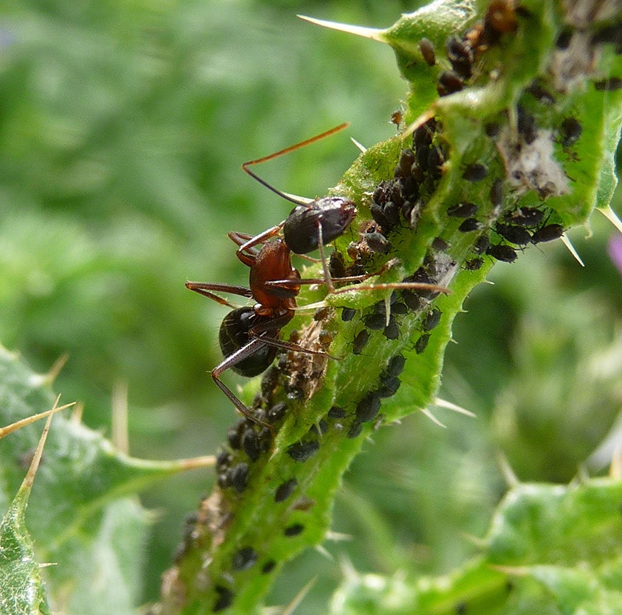 Mediterrane Rossameise (Camponotus barbaricus), typisches Aussehen der Art