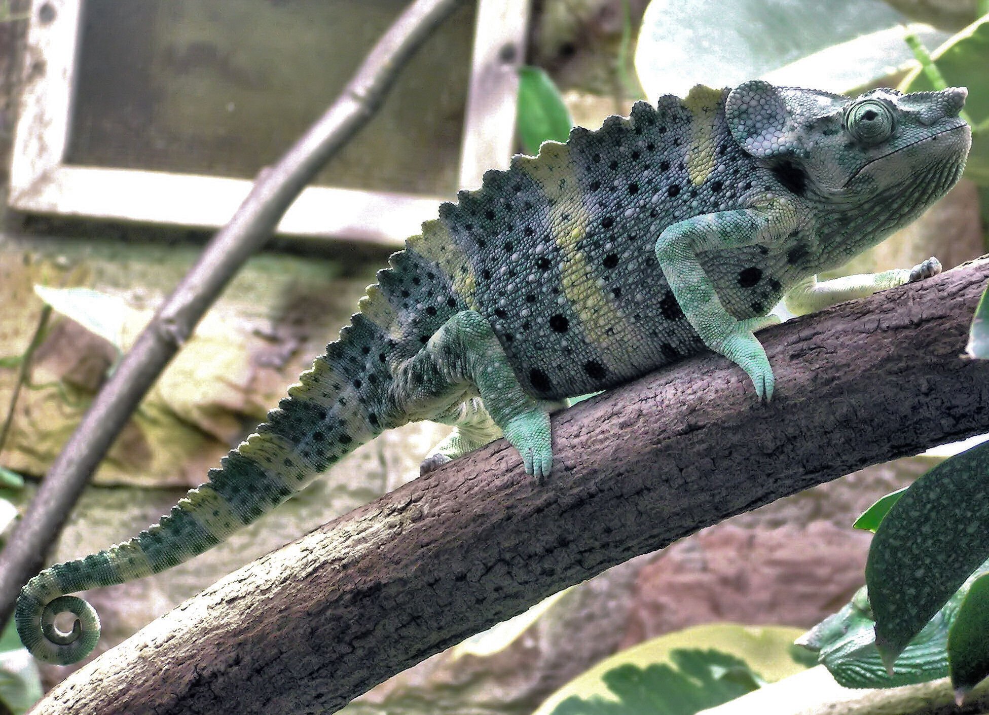 Mellers Chamäleon (Trioceros melleri), typisches Aussehen der Art