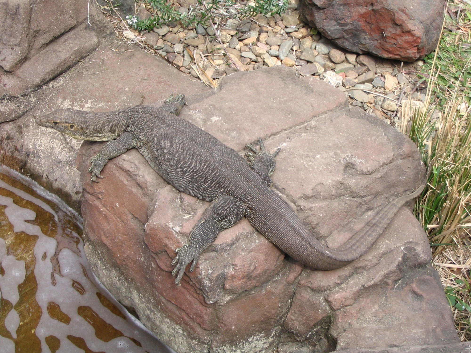 Mertens Wasserwaran (Varanus mertensi), typisches Aussehen der Art