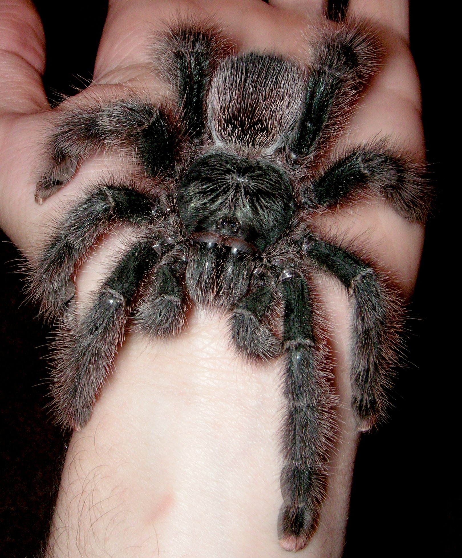 Metallische Baumvogelspinne (Avicularia metallica), typisches Aussehen der Art