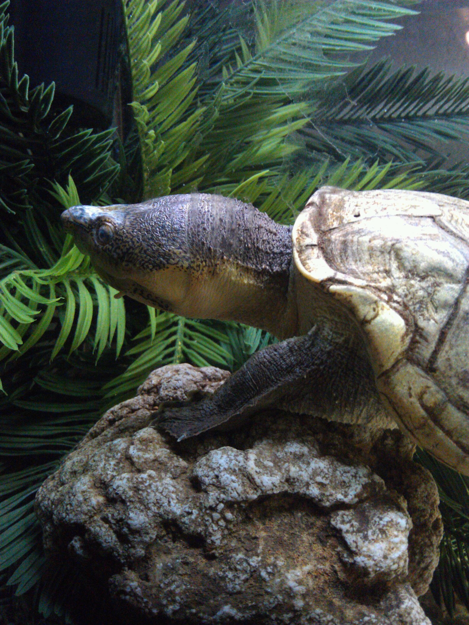 Mexican Musk (Kinosternon hirtipes), typisches Aussehen der Art