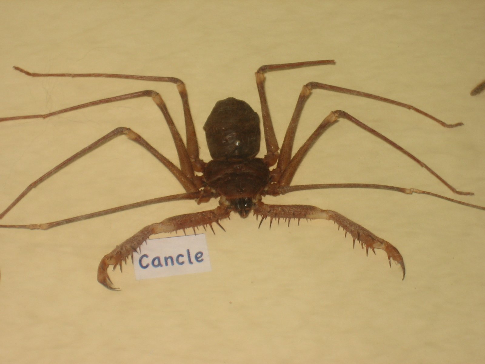 Mexikanische Geißelspinne (Acanthophrynus coronatus), typisches Aussehen der Art
