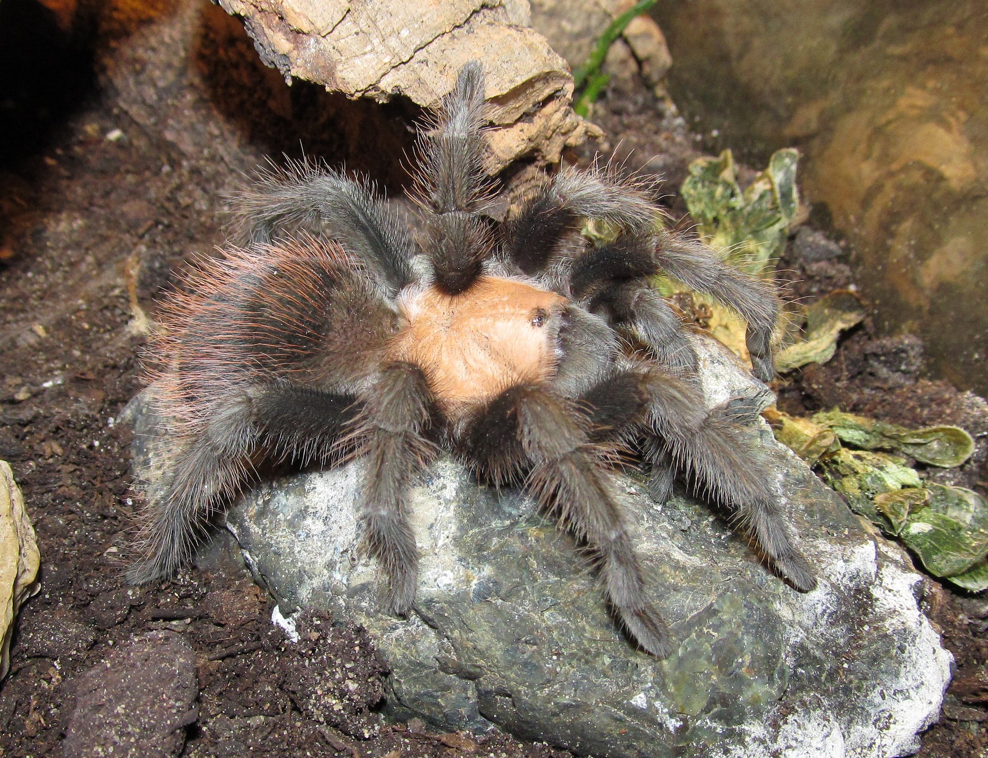 Mexikanische Goldrote Vogelspinne (Brachypelma albiceps), typisches Aussehen der Art