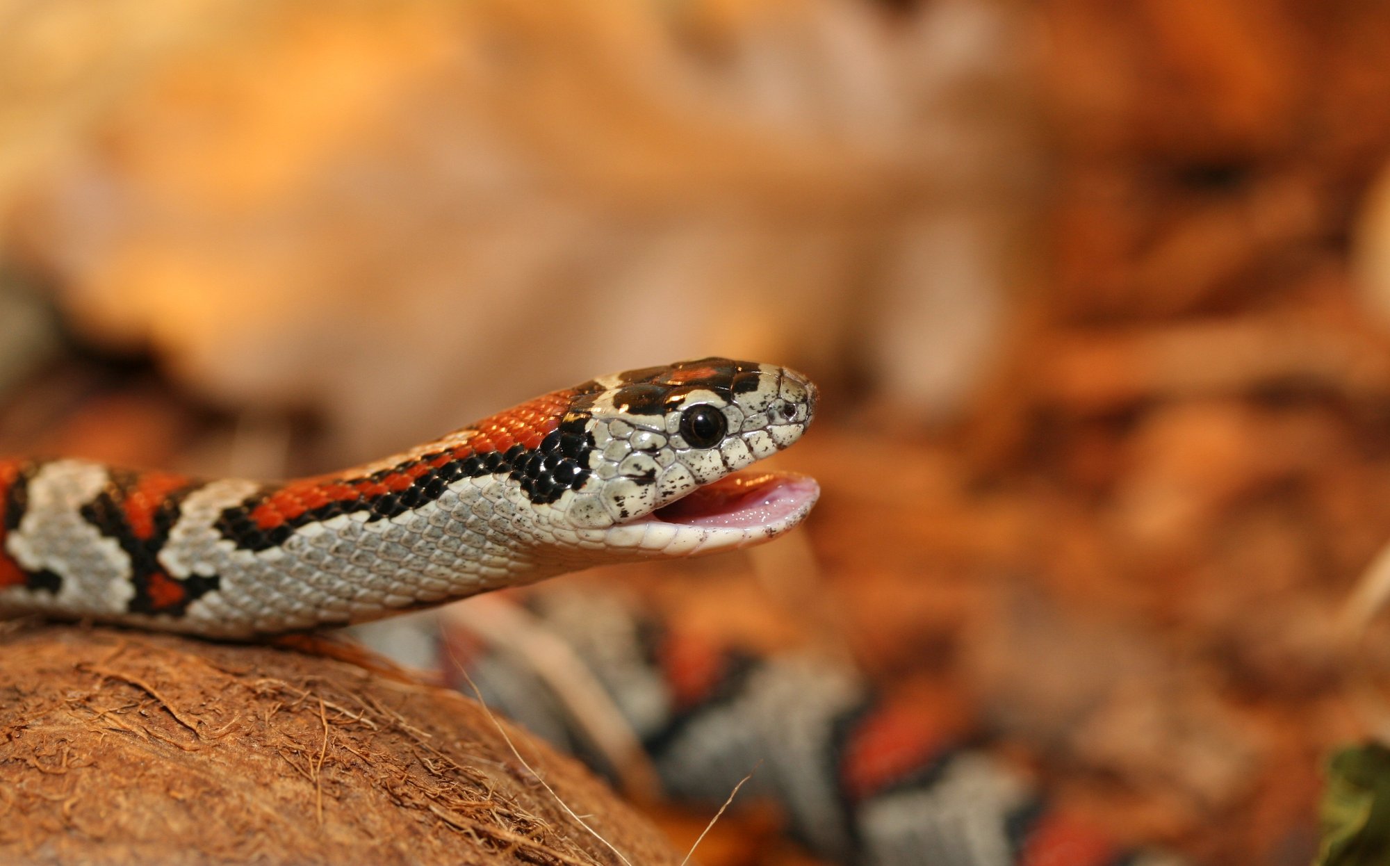 Mexikanische Königsnatter (Lampropeltis mexicana), typisches Aussehen der Art