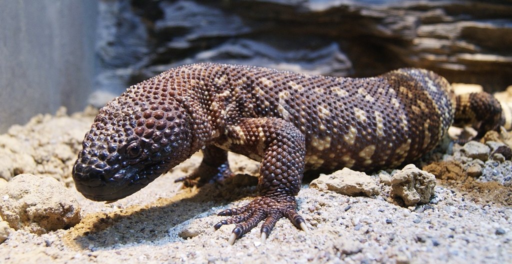 Mexikanische Krustenechse (Heloderma horridum), typisches Aussehen der Art