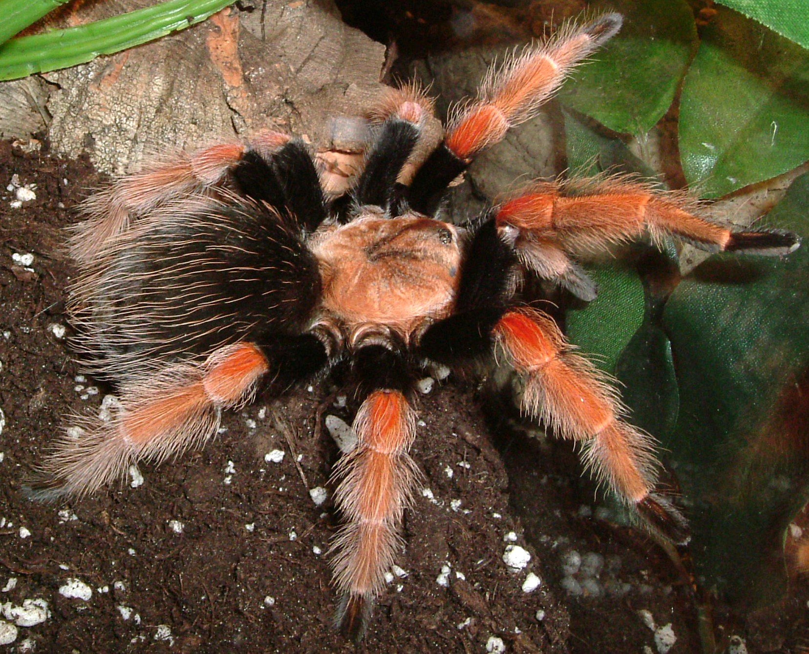 Mexikanische Rotbein-Vogelspinne (Brachypelma boehmei), typisches Aussehen der Art