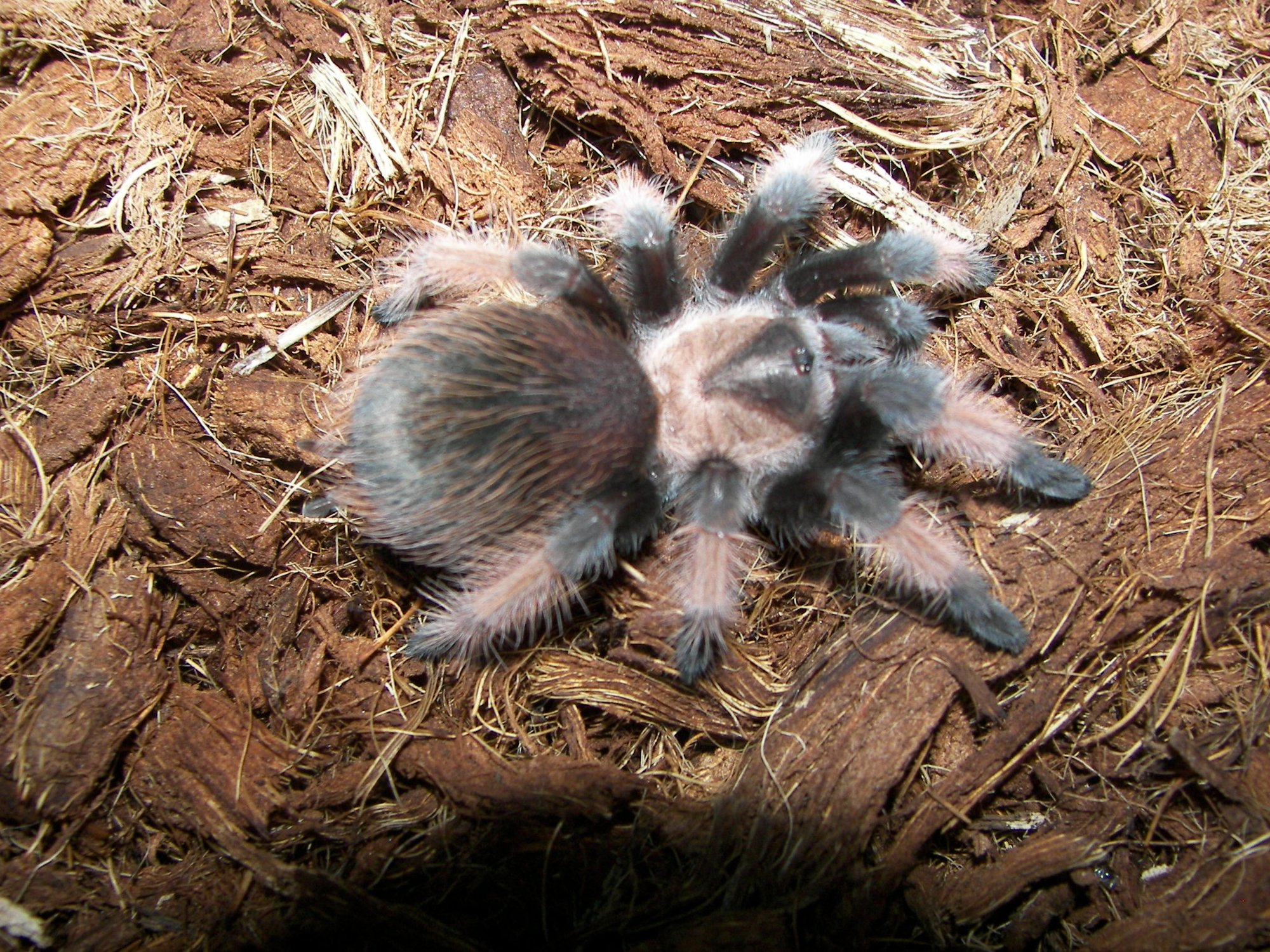 Mexikanische Rotbein-Vogelspinne (Brachypelma emilia), typisches Aussehen der Art