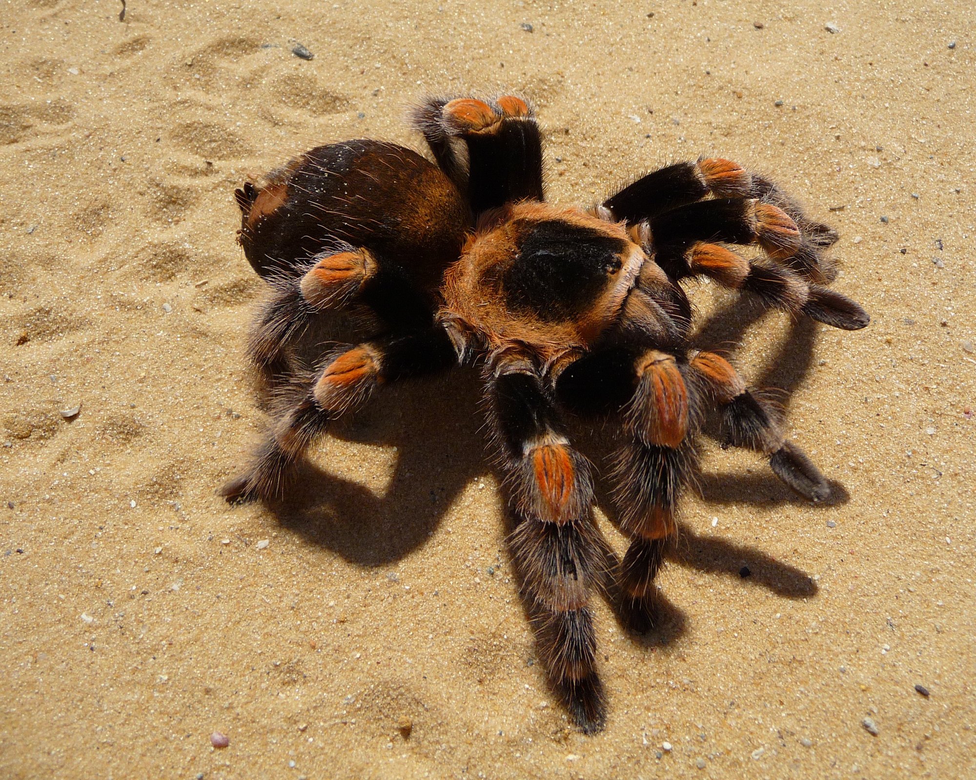Mexikanische Rotknie-Vogelspinne (Brachypelma hamorii), typisches Aussehen der Art