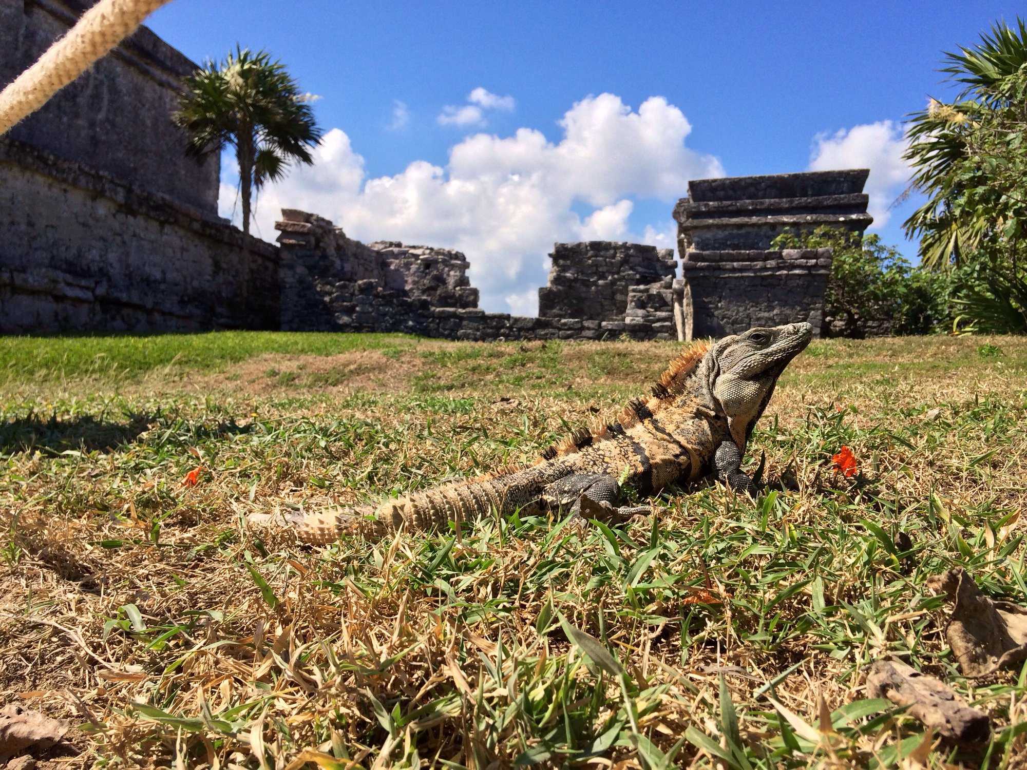 Mexikanischer Schwarzleguan (Ctenosaura acanthura), typisches Aussehen der Art