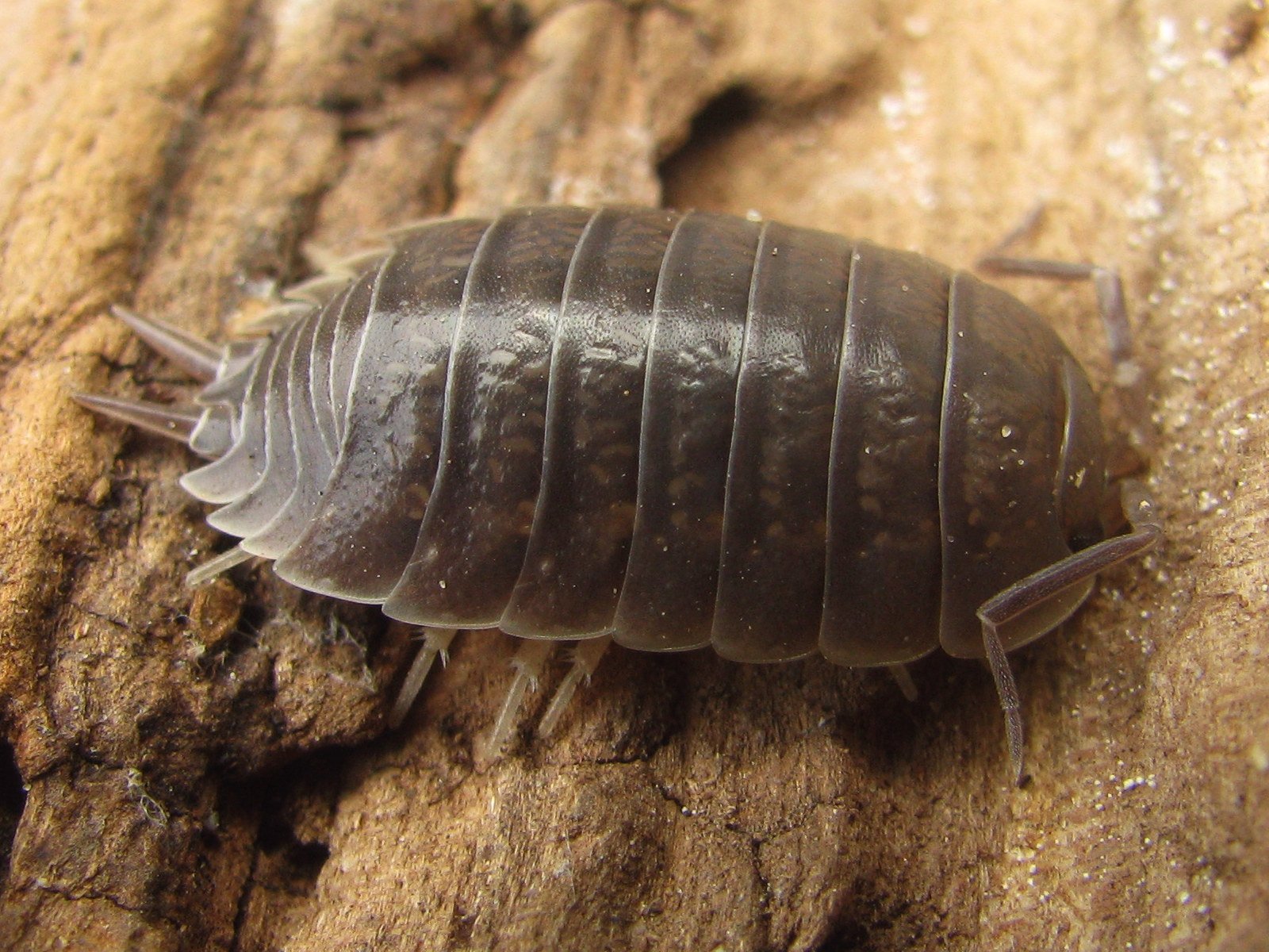 Milchige Kellerassel (Porcellio laevis), typisches Aussehen der Art