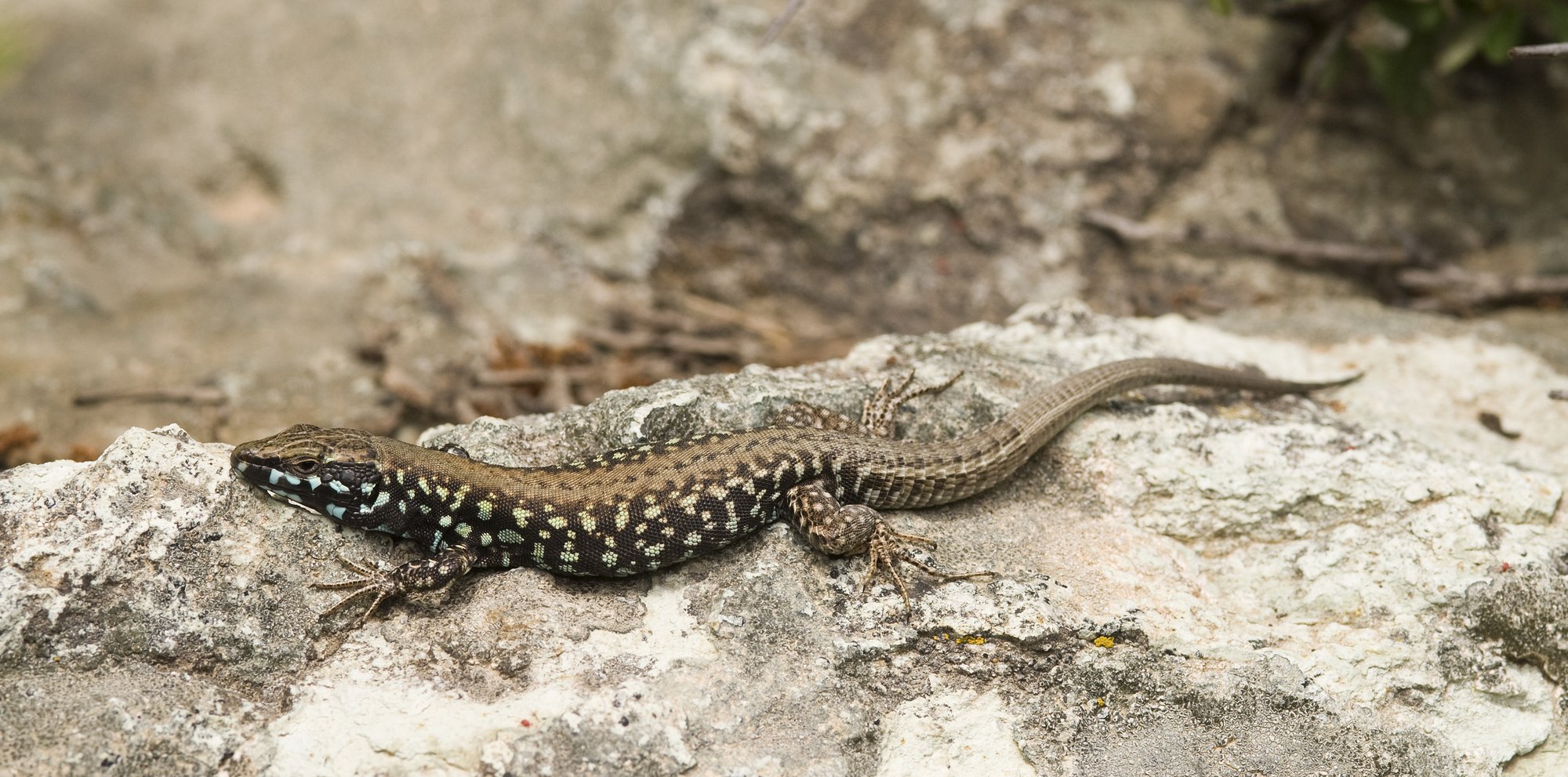 Milos-Mauereidechse (Podarcis milensis), typisches Aussehen der Art