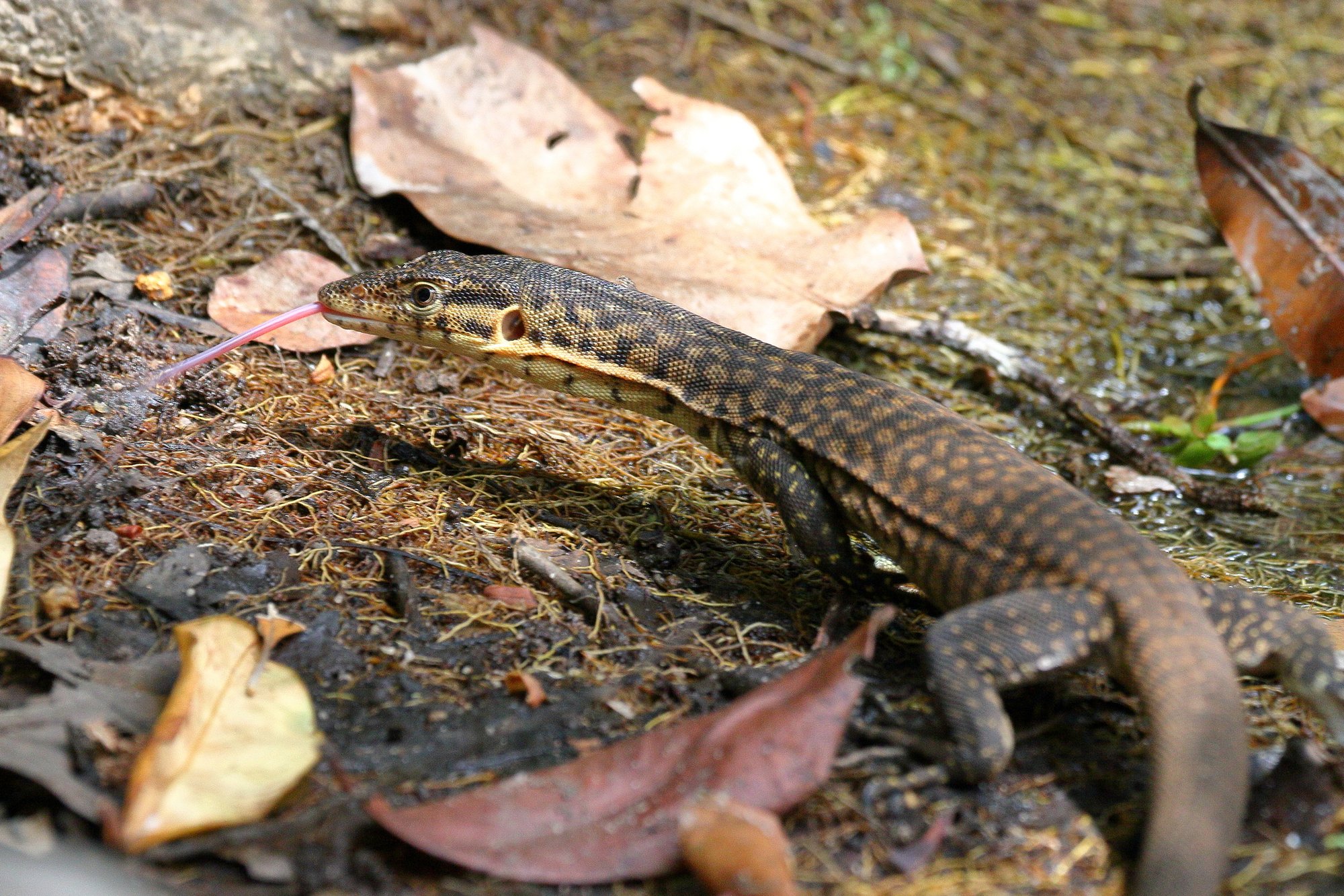 Mitchells Wasserwaran (Varanus mitchelli), typisches Aussehen der Art