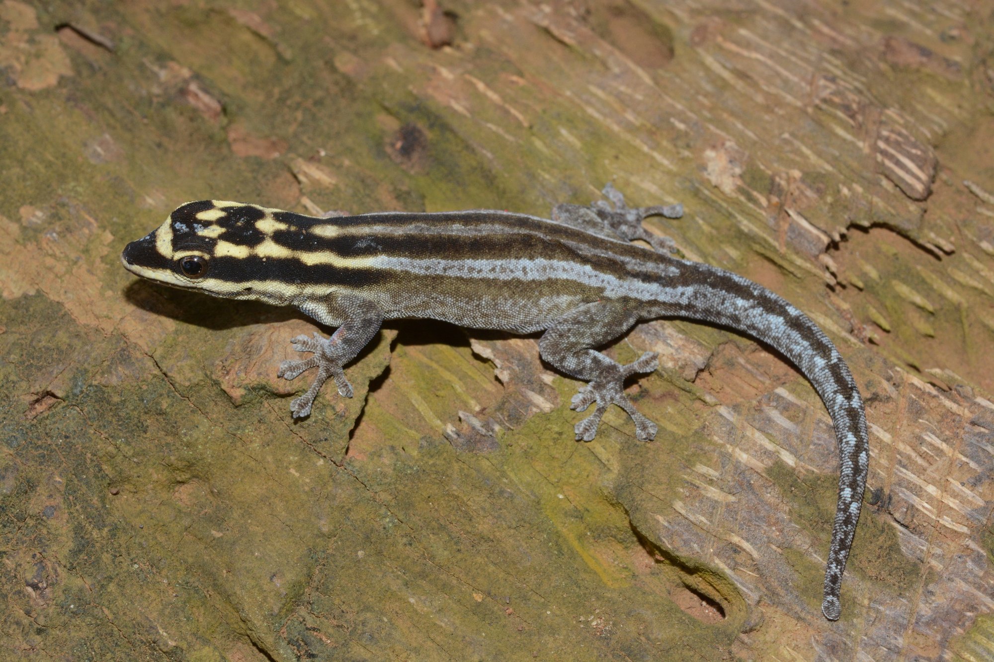 Mombasa-Zwerggecko (Lygodactylus mombasicus), typisches Aussehen der Art