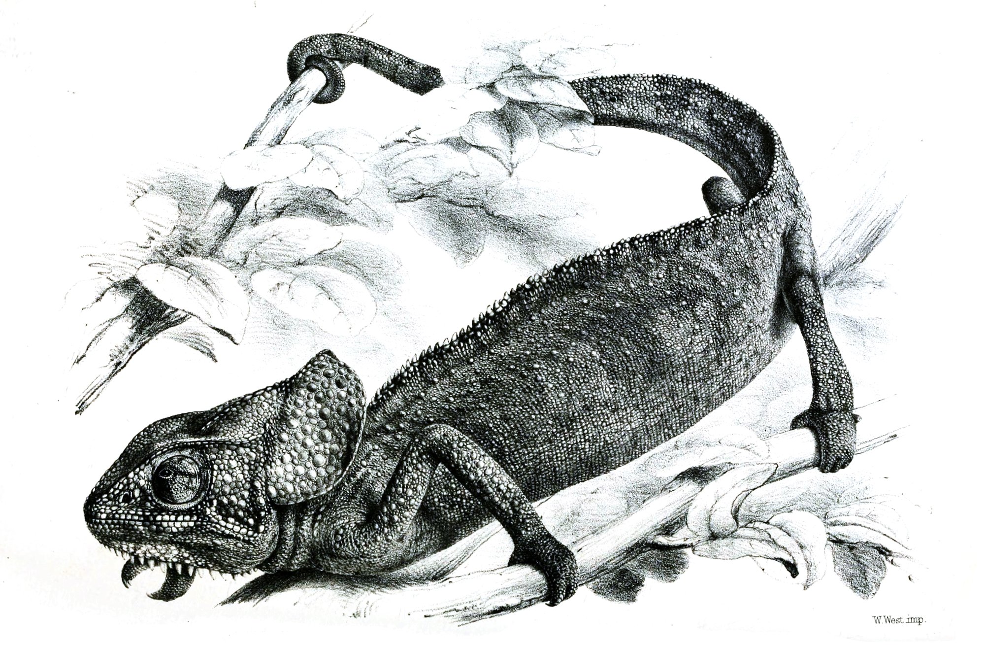 Mönchschamäleon (Chamaeleo monachus), typisches Aussehen der Art