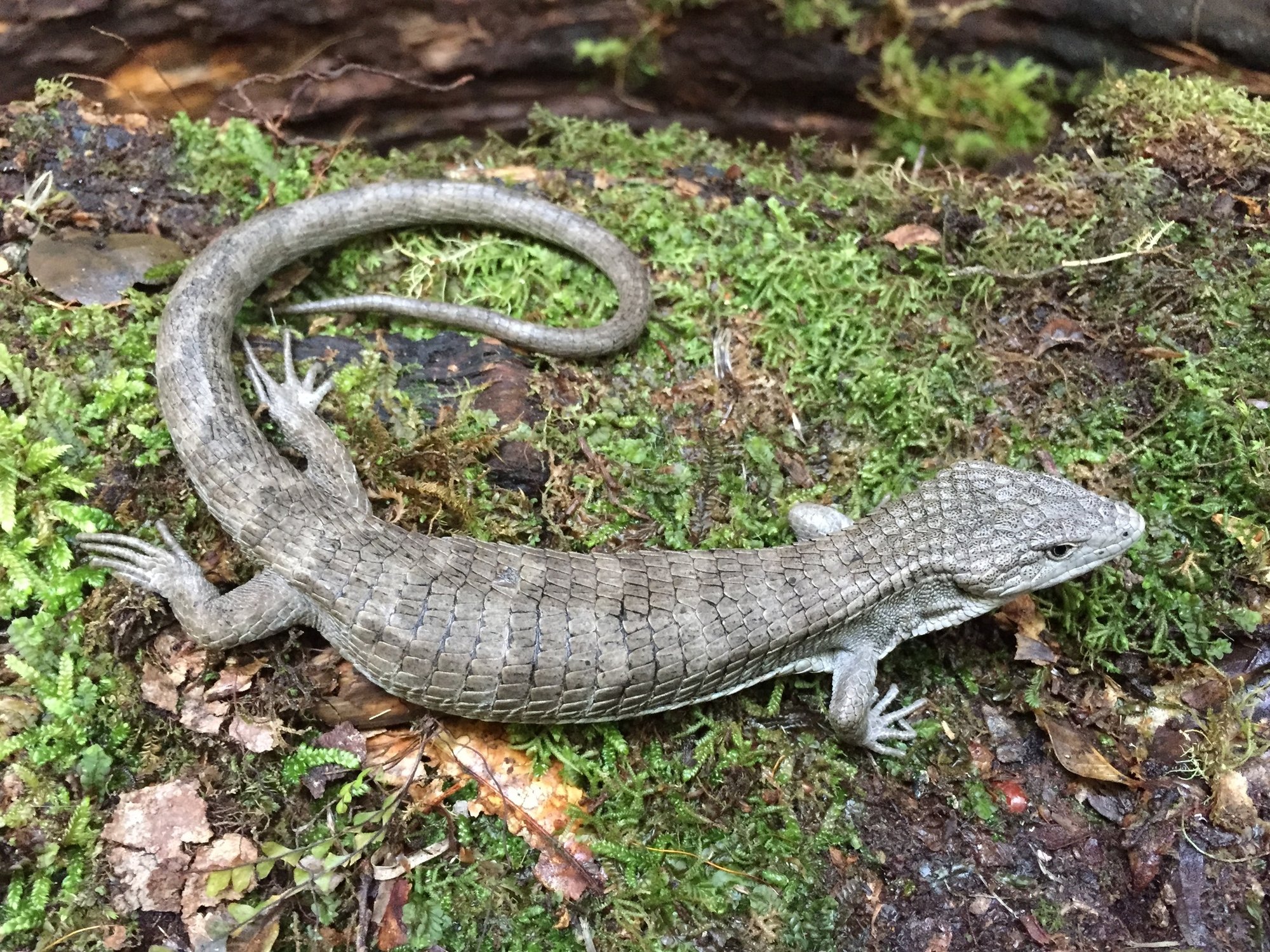 Montecristoi-Baumschleiche (Abronia montecristoi), typisches Aussehen der Art