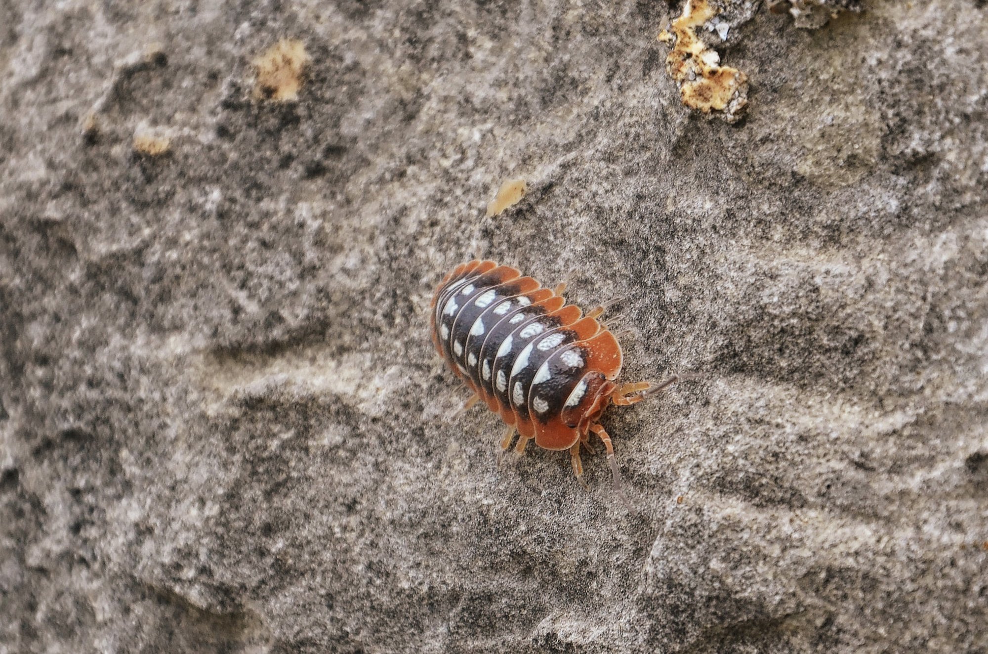 Montenegro-Rollassel (Armadillidium klugii), typisches Aussehen der Art