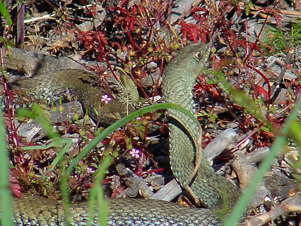 Montpelliernatter (Malpolon monspessulanus), typisches Aussehen der Art