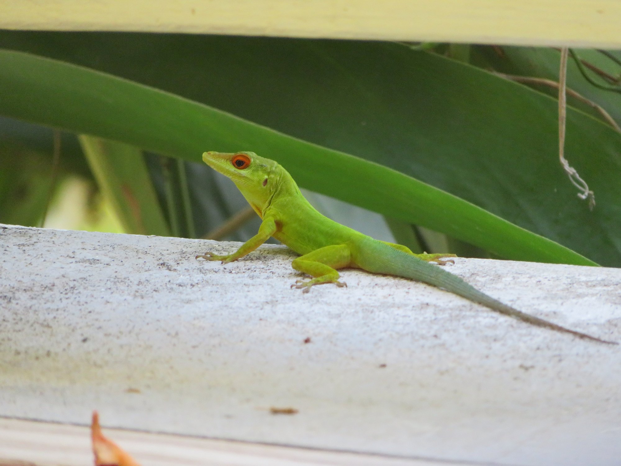 Montserrat-Anolis (Anolis lividus), typisches Aussehen der Art