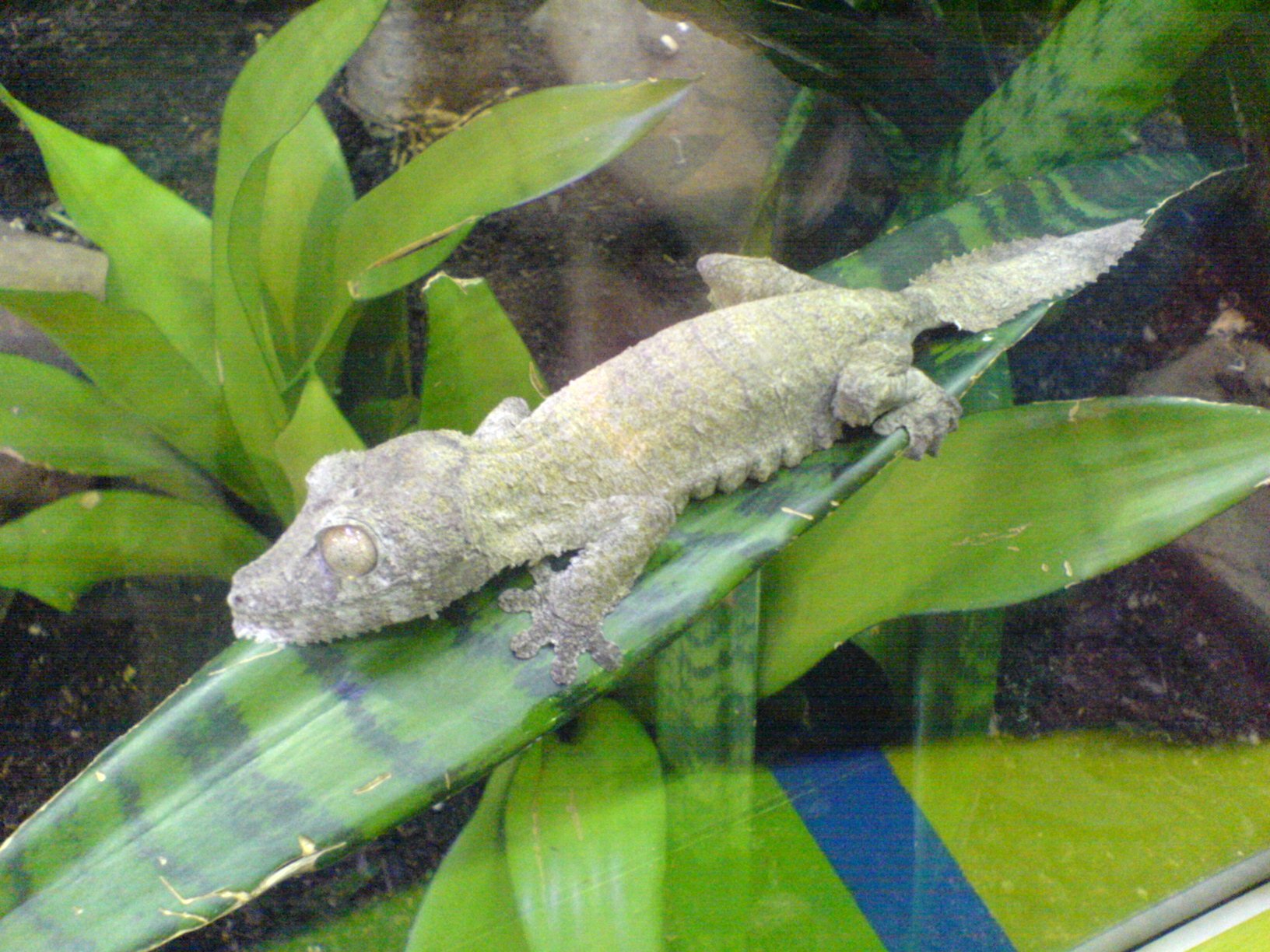 Moosgecko (Uroplatus sikorae), typisches Aussehen der Art