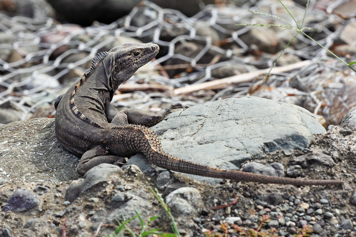 Mopal-Stachelschwanzleguan (Ctenosaura quinquecarinata), typisches Aussehen der Art