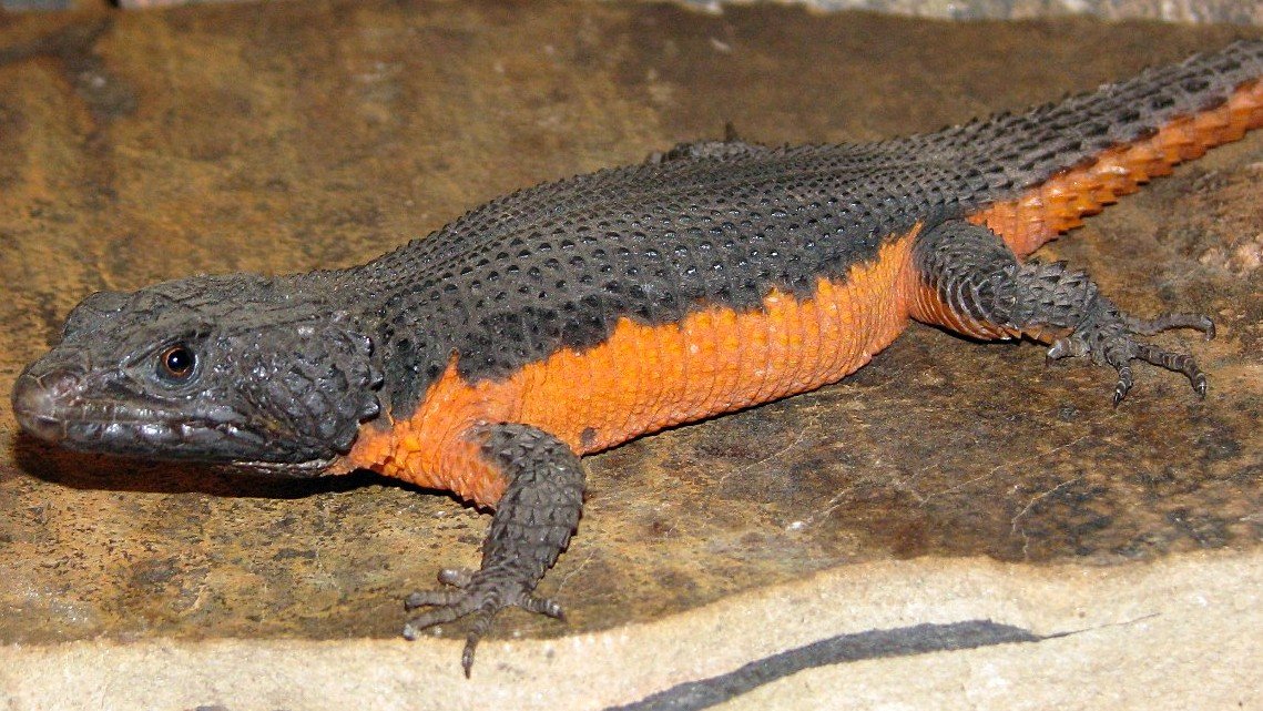 Mosambik-Gürtelschweif (Smaug mossambicus), typisches Aussehen der Art