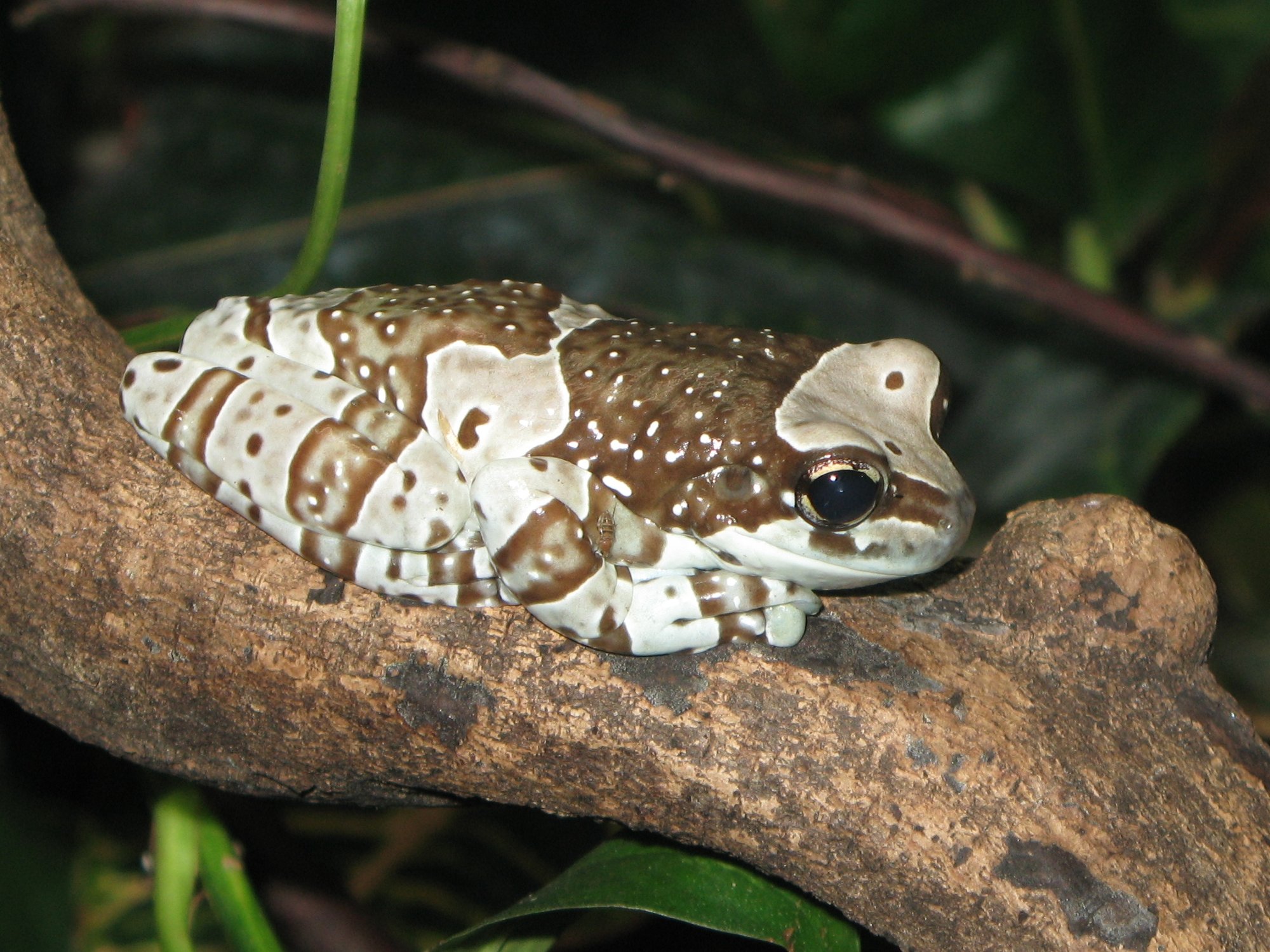 Moschushyla (Trachycephalus resinifictrix), typisches Aussehen der Art