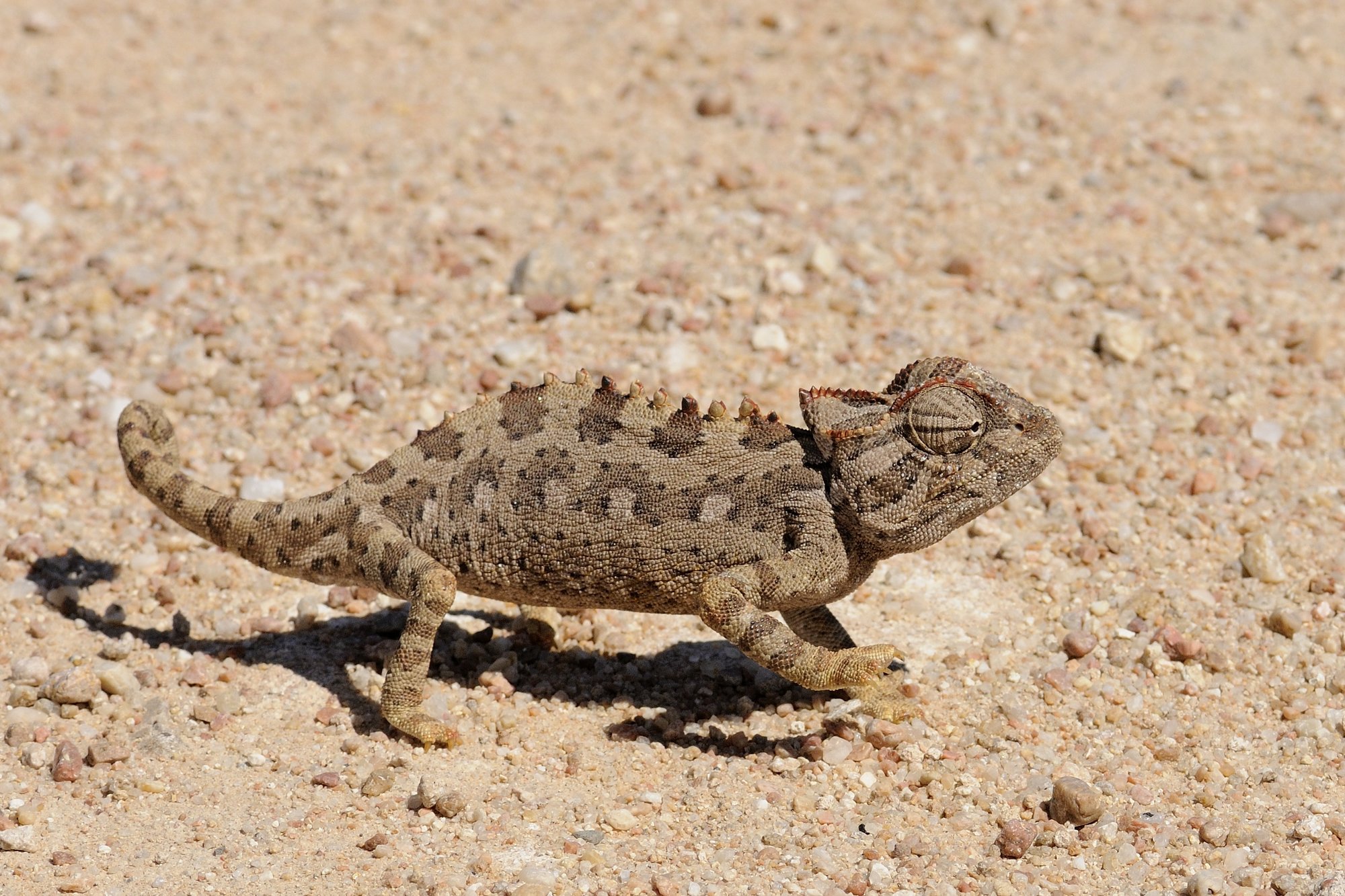 Namaqua-Chamäleon (Chamaeleo namaquensis), typisches Aussehen der Art