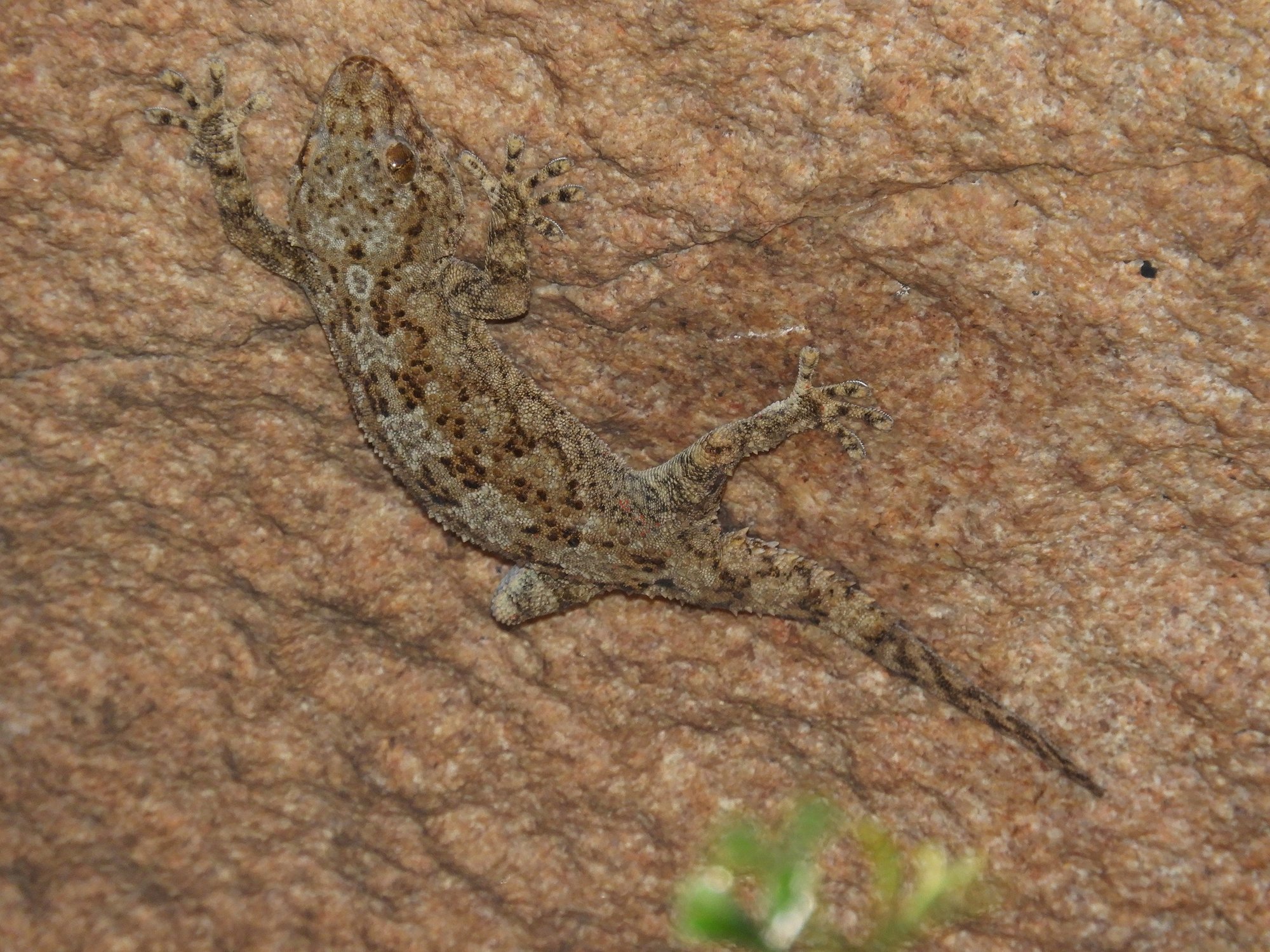 Namaqua-Dickfingergecko (Pachydactylus namaquensis), typisches Aussehen der Art