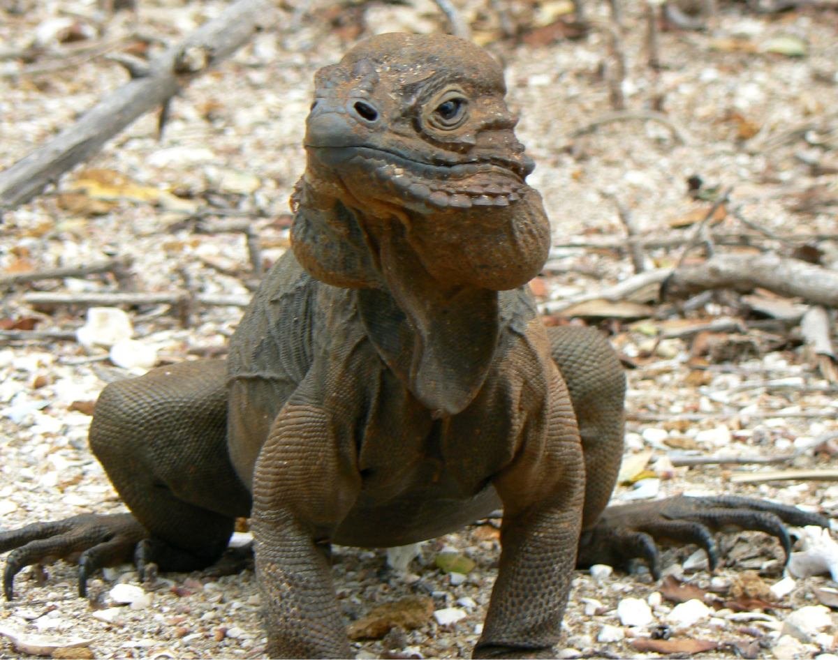 Nashornleguan (Cyclura cornuta), typisches Aussehen der Art