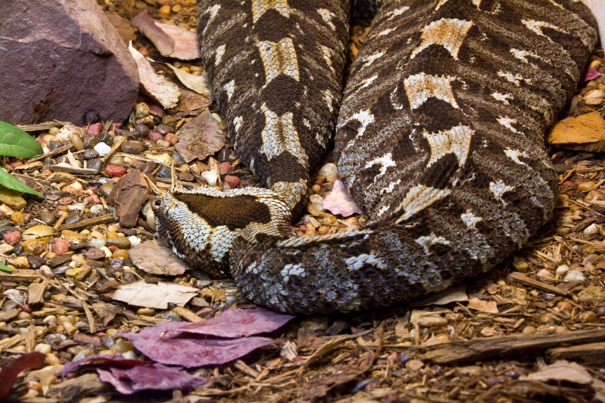 Nashornviper (Bitis nasicornis), typisches Aussehen der Art