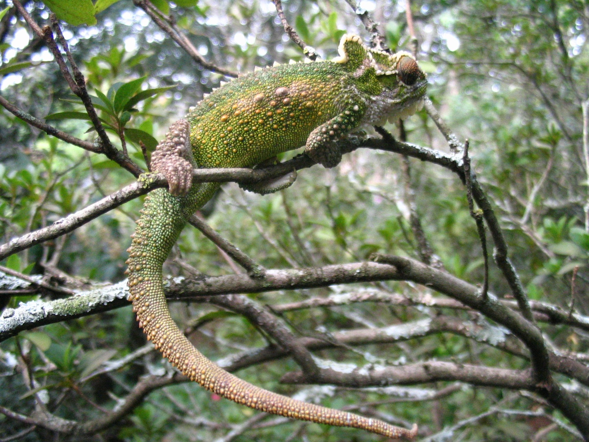 Natal-Midlands-Zwergchamäleon (Bradypodion thamnobates), typisches Aussehen der Art