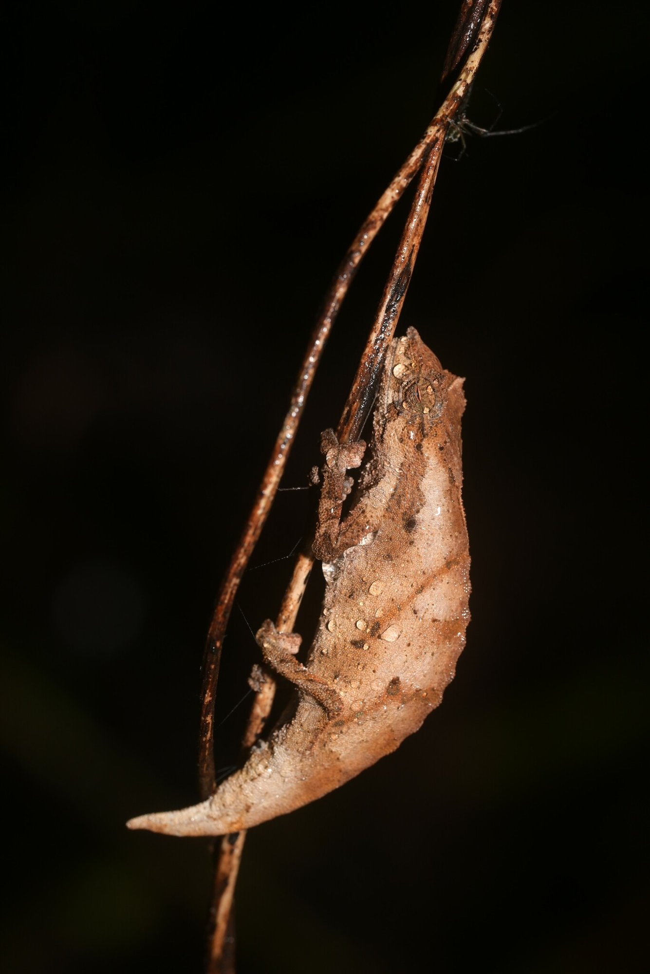 Nchisi-Stummelschwanzchamäleon (Rhampholeon nchisiensis), typisches Aussehen der Art