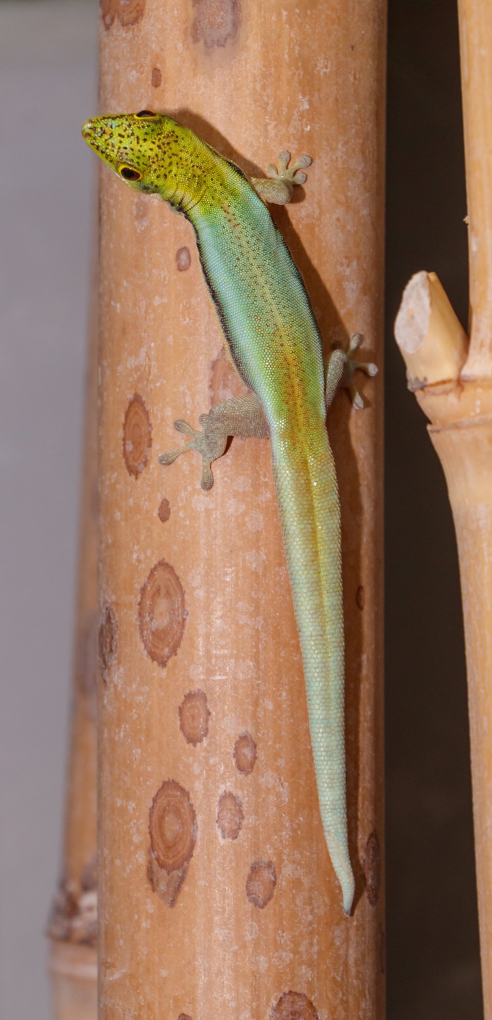 Neon Taggecko (Phelsuma klemmeri), typisches Aussehen der Art