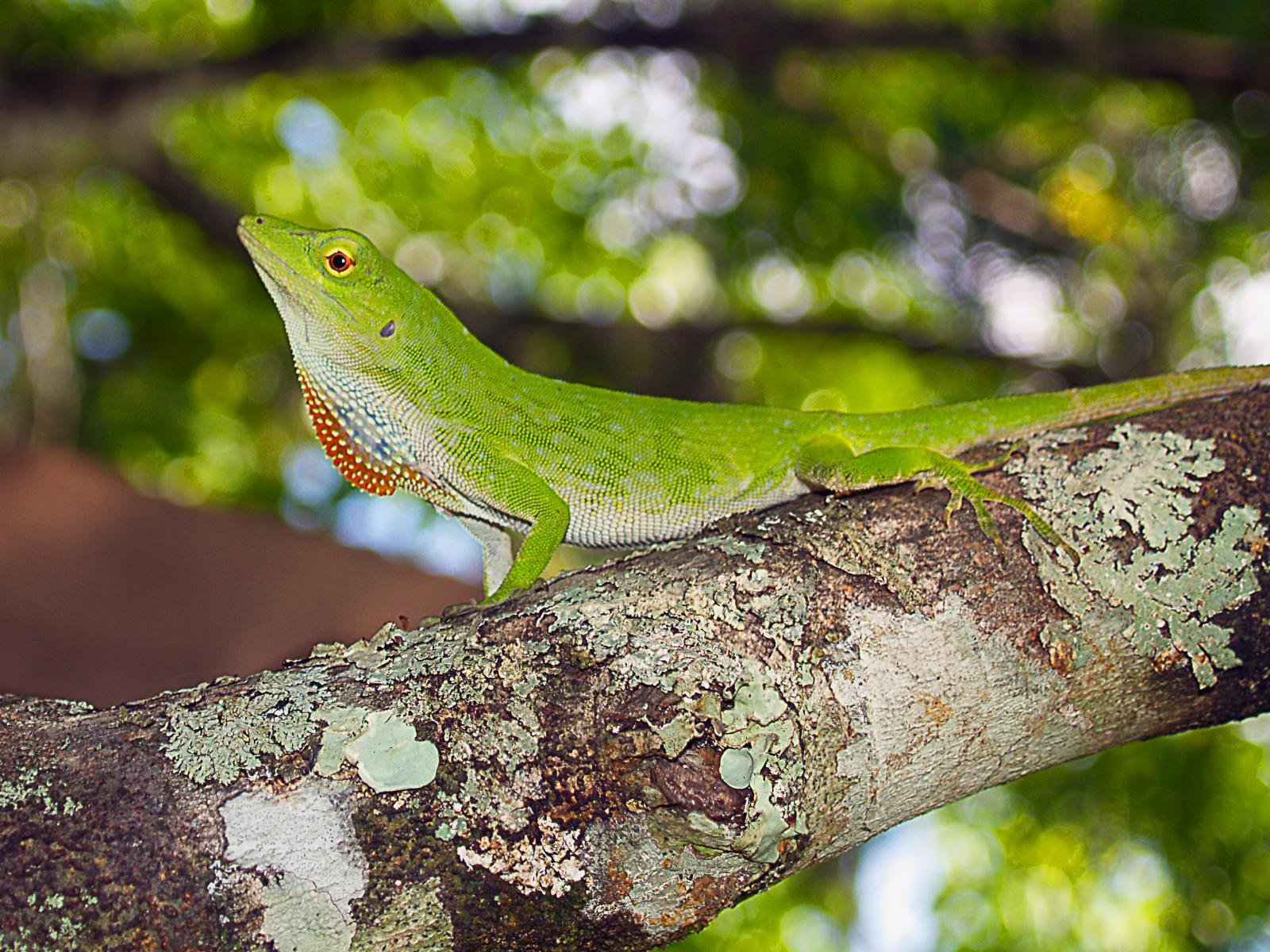 Neotropischer Grüner Anolis (Anolis biporcatus), typisches Aussehen der Art