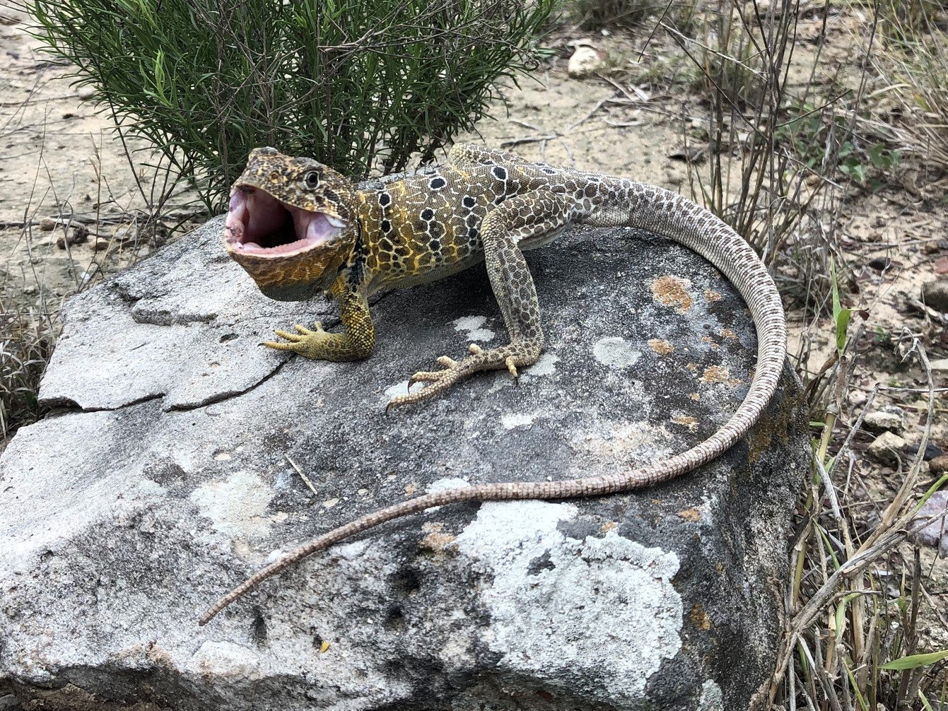 Netz-Halsbandleguan (Crotaphytus reticulatus), typisches Aussehen der Art