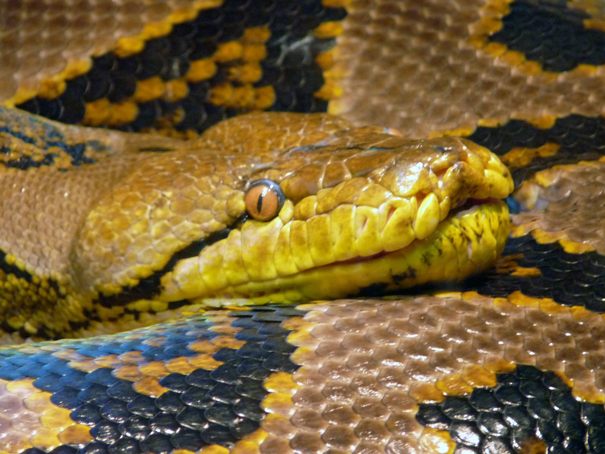 Netzpython (Malayopython reticulatus), typisches Aussehen der Art