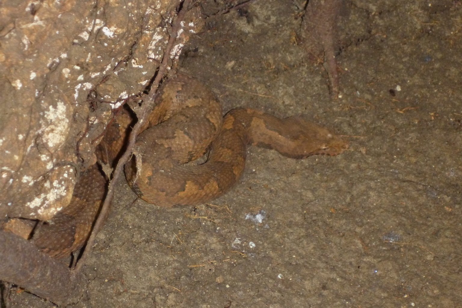 Neuguinea-Boa (Candoia aspera), typisches Aussehen der Art
