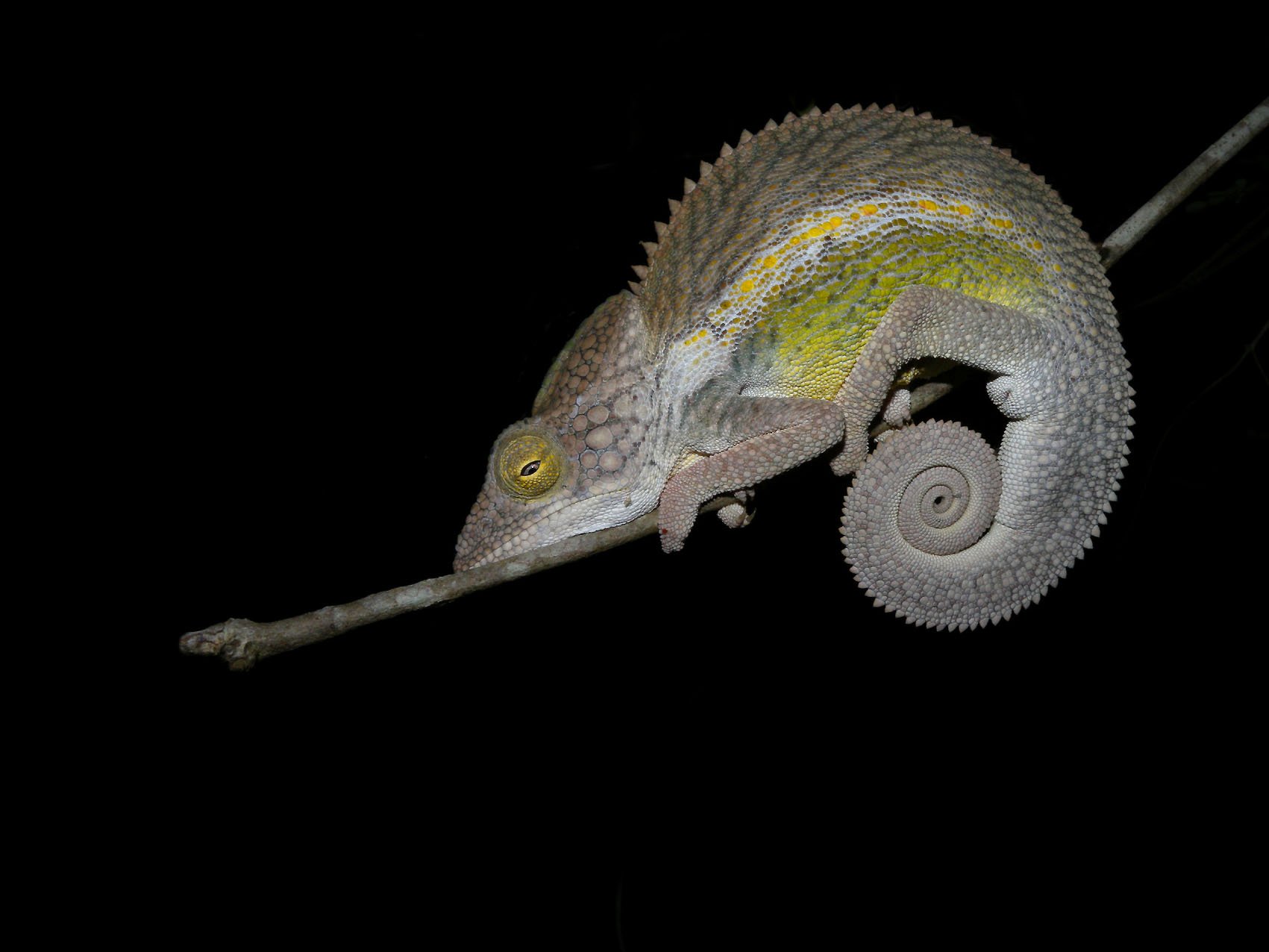 Nicosias Chamäleon (Furcifer nicosiai), typisches Aussehen der Art