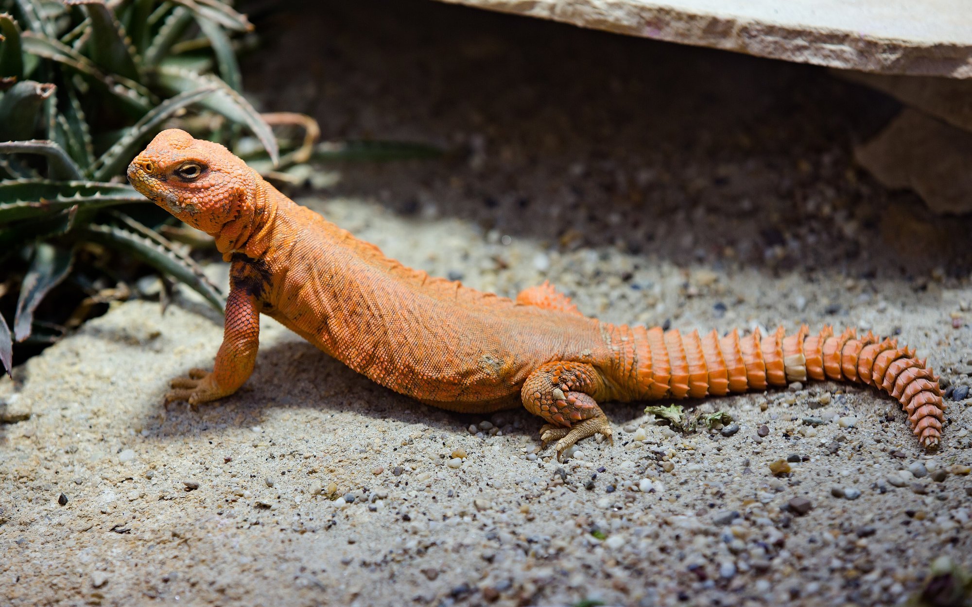 Nigerianische Dornschwanzagame (Uromastyx geyri), typisches Aussehen der Art